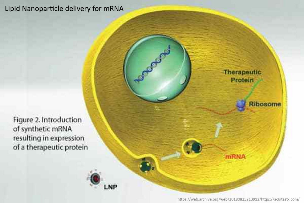 LNP-delivery-of-mRNA