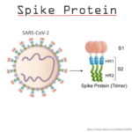 Spike Protein