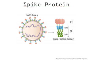 Spike Protein