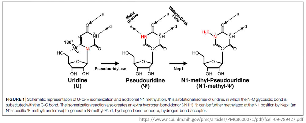 Pseudouridine molecular structure