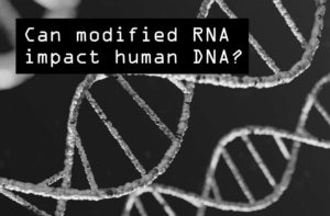 Can modRNA impact human DNA?